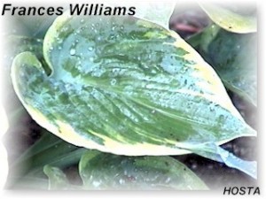frances_williams